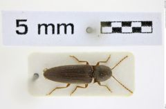 Foto (Dorsalansicht) von Silesis holzschuhi (Platia & Schimmel, 1991) (NHMW-ZOO-COL-0008496)